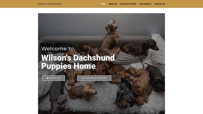 Wilsonsdachshundpuppies.com - Dachshund Puppy Scam Review