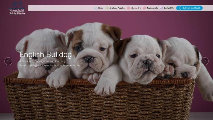 Wrinkleenglishbulldogbreeders.club - English Bulldog Puppy Scam Review