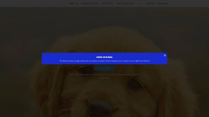 Barwisgoldenretrievers-au.com - Golden Retriever Puppy Scam Review