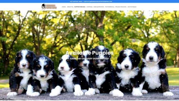 Bernedoodlepuppiesempire.com - Bernedoodle Puppy Scam Review