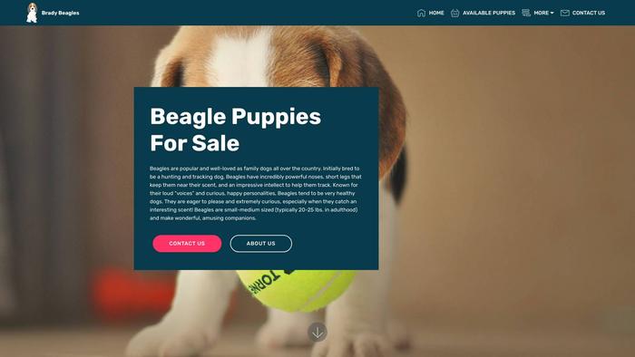 Bradybeagles.com - Beagle Puppy Scam Review