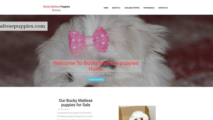 Buckymaltesepuppies.com - Maltese Puppy Scam Review