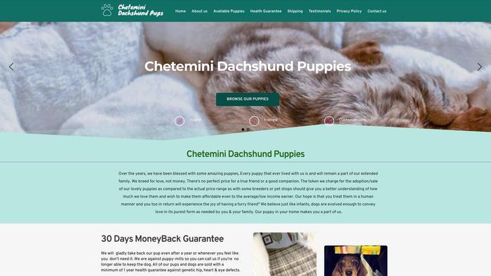 Cheteminidachshundpuppies.com - Dachshund Puppy Scam Review