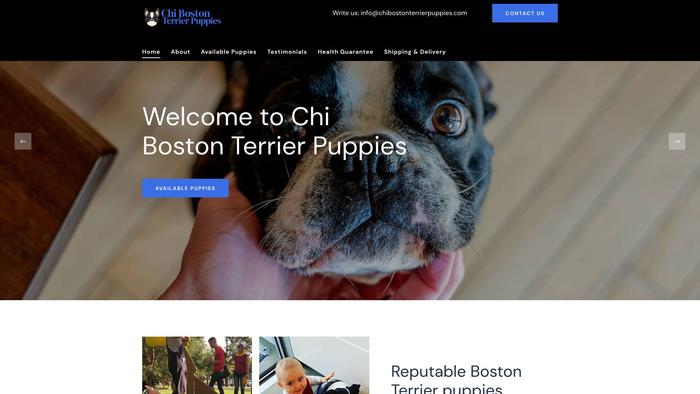 Chibostonterrierpuppies.com - Boston Terrier Puppy Scam Review