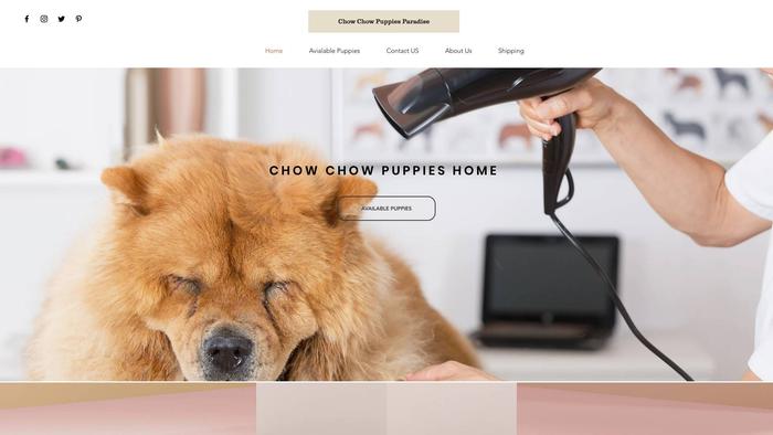 Chowchowpuppiesparadise.com - Chowchow Puppy Scam Review