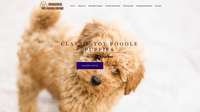 Classictoypoddlepuppies.com - Poodle Puppy Scam Review