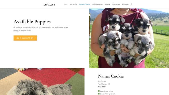 Condeschnauzerpuppies.com - Schnauzer Puppy Scam Review