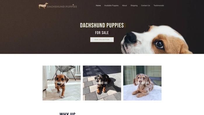 Dachshundpuppybreeder.com - Dachshund Puppy Scam Review