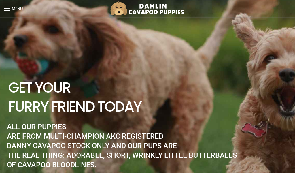 Dahlincavapoopuppies.com - Cavapoo Puppy Scam Review