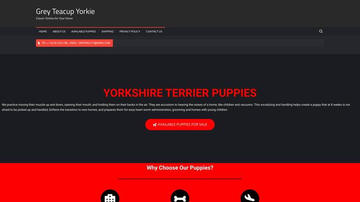 Grayteacupyorkiepuppies.com - Yorkshire Terrier Puppy Scam Review