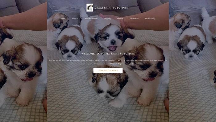 Greatshihtzupuppies.com - Shihtzu Puppy Scam Review