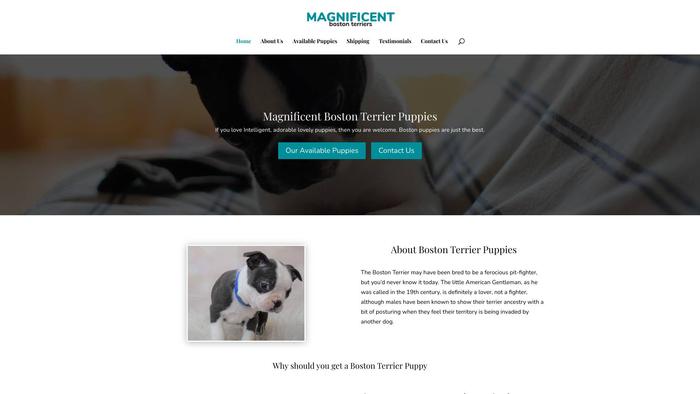 Magnificentbostonterriers.com - Boston Terrier Puppy Scam Review