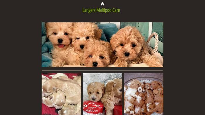 Maltipoocares.com - Maltipoo Puppy Scam Review