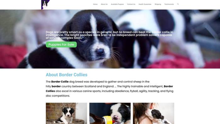 Martinsbordercollies.store - Bordercollie Puppy Scam Review