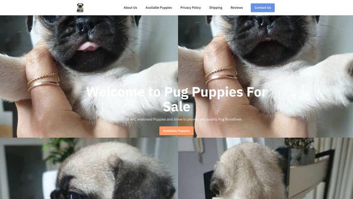 Pugpuppiesforsale.net - Pug Puppy Scam Review