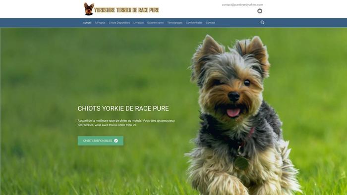 Purelybredyorkies.com - Yorkshire Terrier Puppy Scam Review