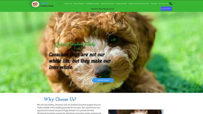 Quiacyregisteredcavachons.com - Cavachon Puppy Scam Review