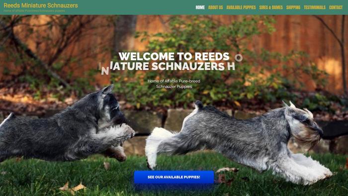 Reedsminischnauzer.com - Schnauzer Puppy Scam Review