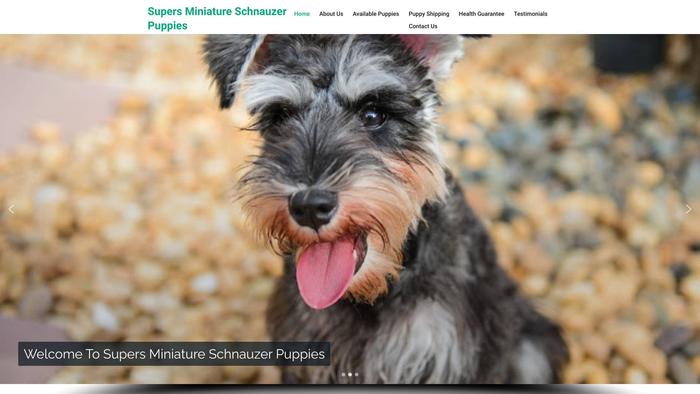 Supersminiatureschnauzerpuppies.com - Schnauzer Puppy Scam Review