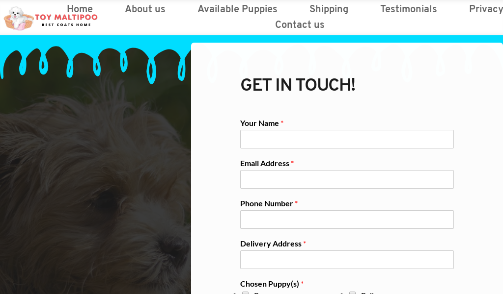 Toymaltipoobestcoatshome.com - Maltipoo Puppy Scam Review