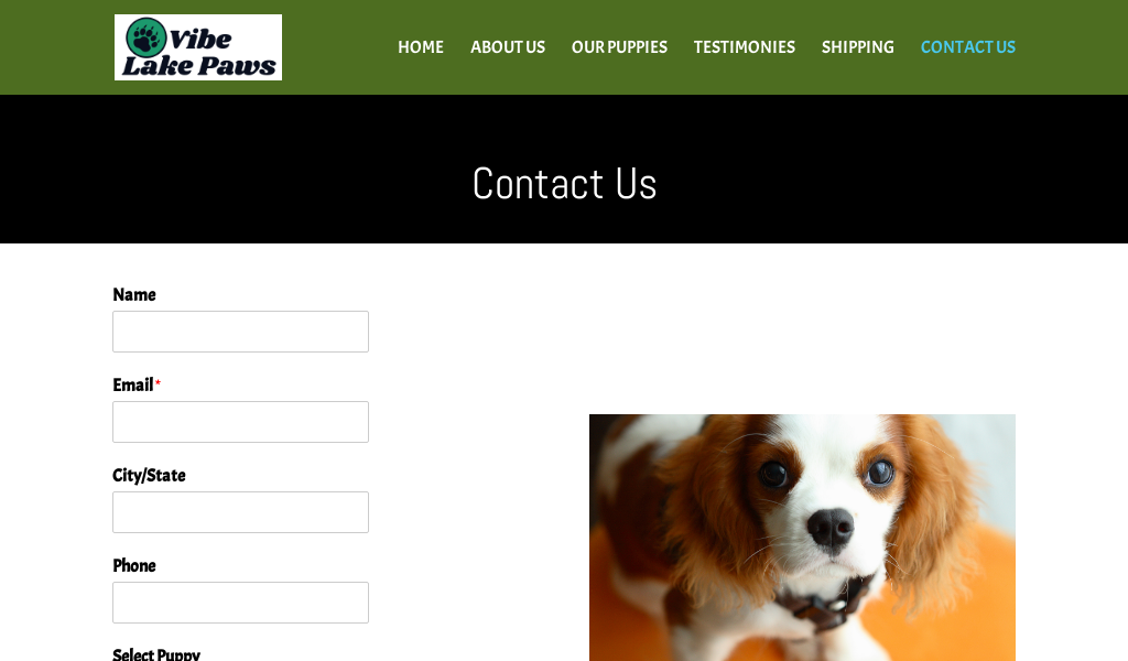 Vibelake.com - Cavalier King Charles Spaniel Puppy Scam Review