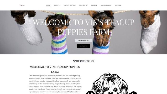 Vinsteacuppuppiesfarm.net - Yorkshire Terrier Puppy Scam Review