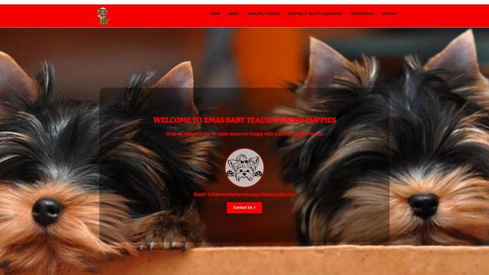 Xmasbabyteacupyorkiepuppies.com - Yorkshire Terrier Puppy Scam Review