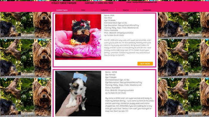 Yorkieparadies.com - Yorkshire Terrier Puppy Scam Review