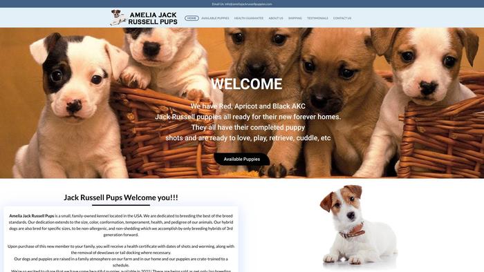 Ameliajackrussellpuppies.com - Jack Russell Terrier Puppy Scam Review