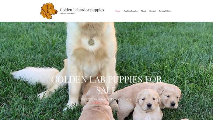 Amzinggoldenlabrador.online - Labrador Puppy Scam Review