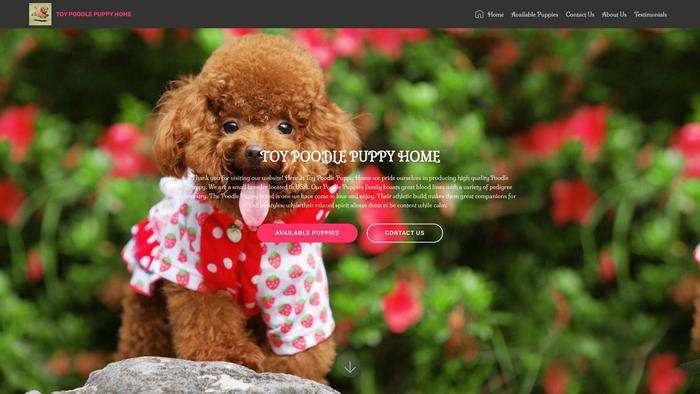 Beautypoodleshome.com - Poodle Puppy Scam Review