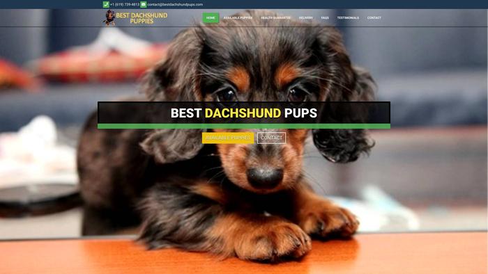 Bestdachshundpups.com - Dachshund Puppy Scam Review