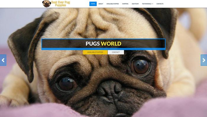 Besteverpugpuppies.com - Pug Puppy Scam Review