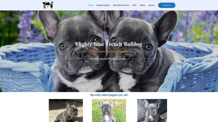 Blightybluefrenchbulldogs.com - French Bulldog Puppy Scam Review