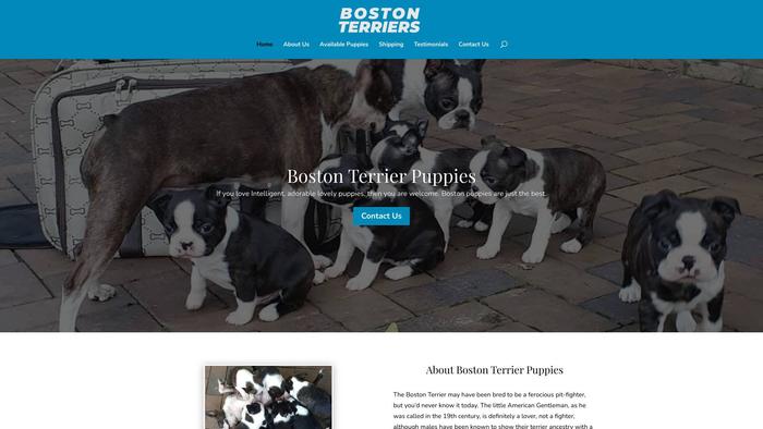 Bostonterriersparadise.com - Terrier Puppy Scam Review