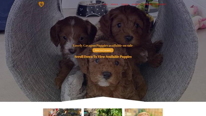 Cavapoo-puppies.com - Cavapoo Puppy Scam Review