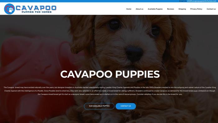 Cavapoopuppiesforhomes.com - Cavapoo Puppy Scam Review