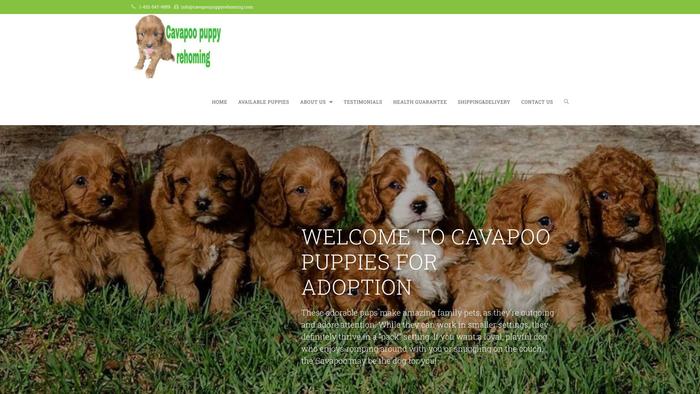 Cavapoopuppyrehoming.com - Cavapoo Puppy Scam Review