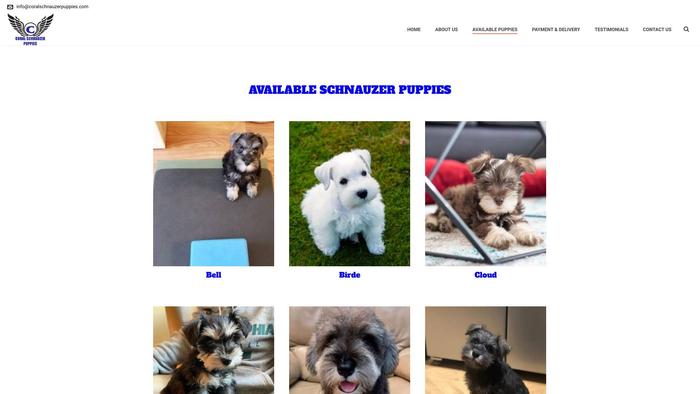 Coralschnauzerpuppies.com - Schnauzer Puppy Scam Review