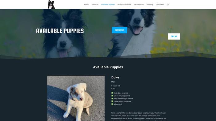 Cutebordercolliehome.com - Bordercollie Puppy Scam Review