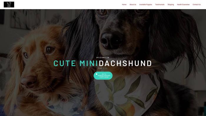 Cuteminidachshunds.com - Dachshund Puppy Scam Review