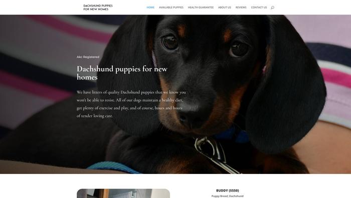 Dachshundpuppiesfornewhomes.com - Dachshund Puppy Scam Review