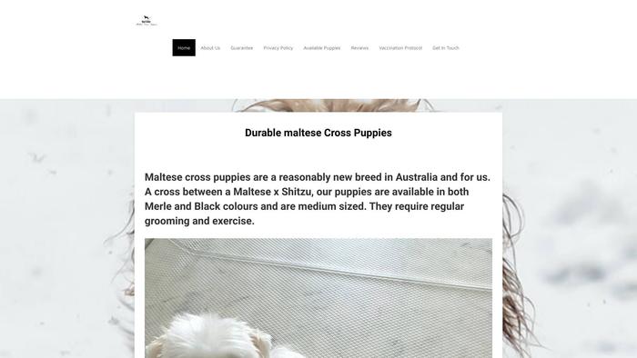 Durablemaltesecrosspuppies.com - Maltese Puppy Scam Review