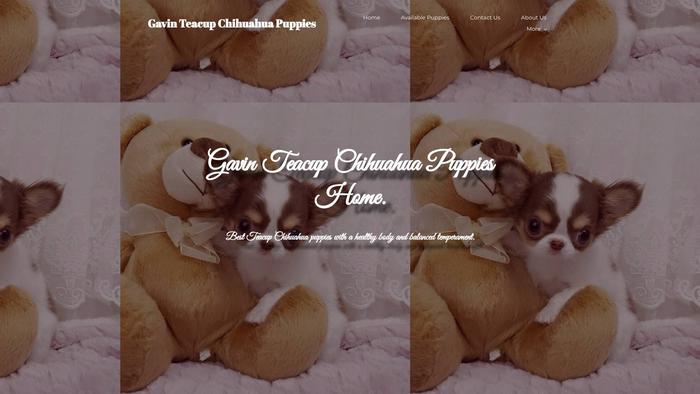 Gavinteacupchihuahuapuppies.com - Chihuahua Puppy Scam Review