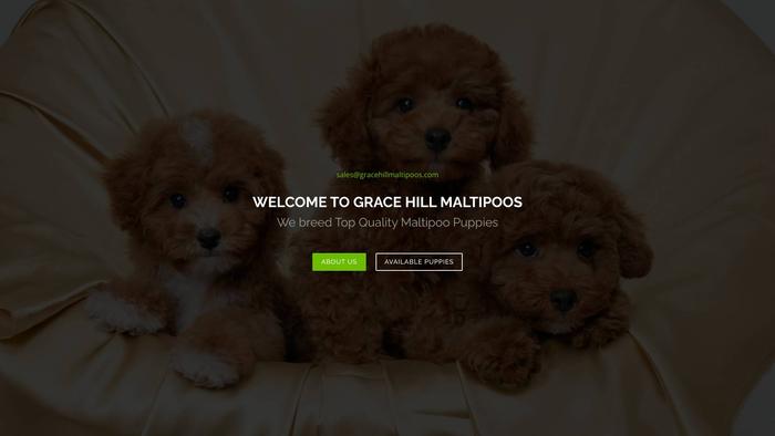 Gracehillmaltipoos.com - Maltipoo Puppy Scam Review