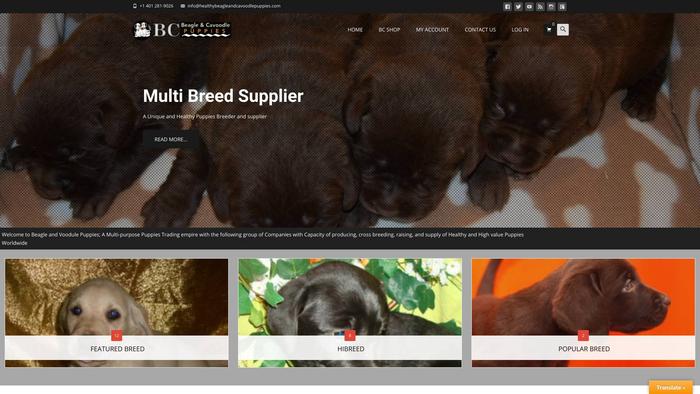 Healthybeagleandcavoodlepuppies.com - Beagle Puppy Scam Review