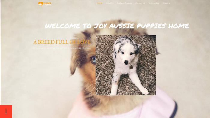 Joyaussiepuppies.com - Australian Shepherd Puppy Scam Review