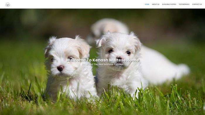 Kenashmaltesehome.com - Maltese Puppy Scam Review