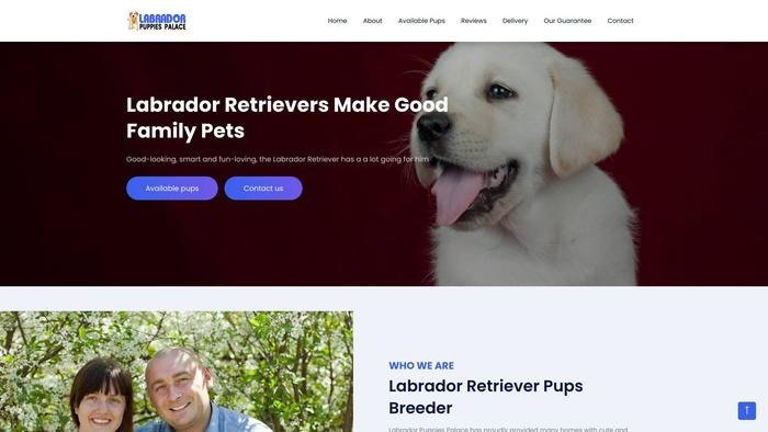 Labradorpuppiespalace.com - Labrador Puppy Scam Review