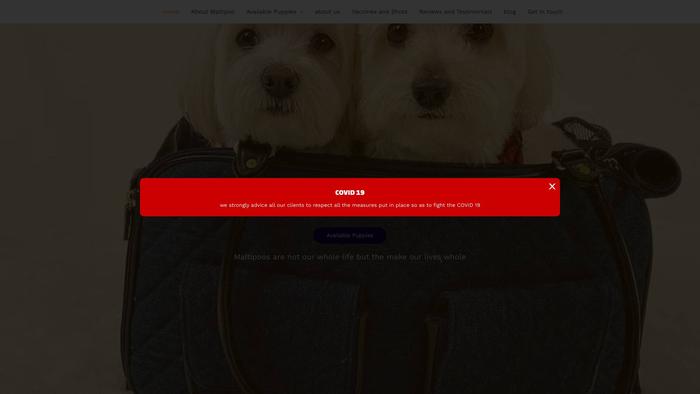 Maltipoopremiumfamily.site - Maltipoo Puppy Scam Review